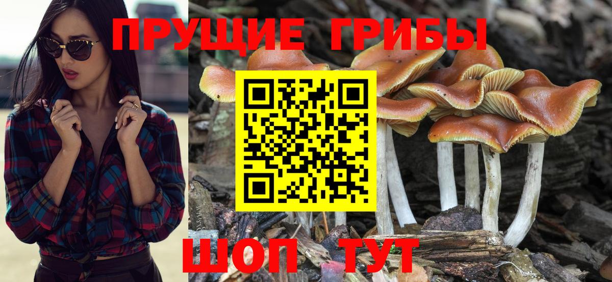 Псилоцибиновые грибы прущие грибы  Вход с VPN  Псилоцибиновые грибы Psilocybine cubensis  Биробиджан 